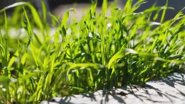 Vers groen gras in bloembed macro shot — Stockvideo