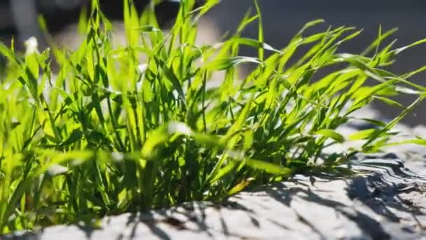 Fresh green grass grows in flowerbed macro panoramic shot — Stock Video