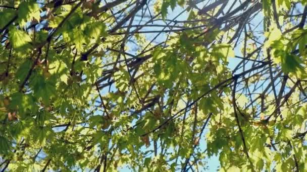 Ramos Árvores Frente Céu Com Sol Piscando — Vídeo de Stock