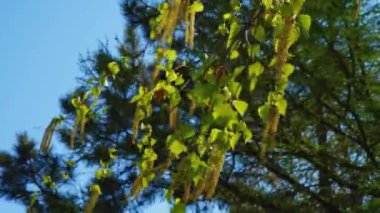 huş ağacı dalları rüzgarda hareket ediyor 