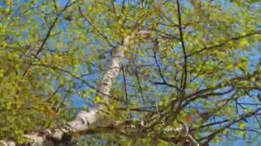 Rüzgarda hareket eden ağaç dalları