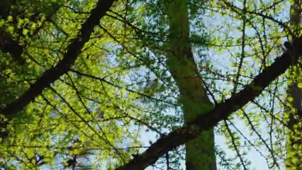 Tree Branches Young Leaves — Stock Video