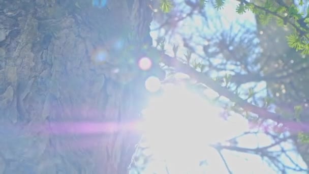 Pine Tree Grenar Med Solen Blinkar Bakom Bakluckan — Stockvideo