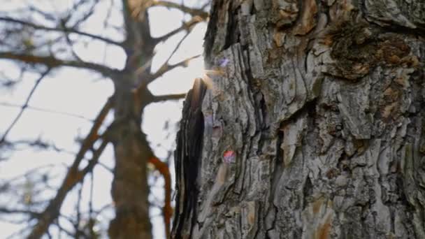 Dennenboom stam close-up handheld schot met zon fakkels — Stockvideo