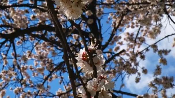 Nahaufnahme von blühenden Kirschbaum mit Blumenstrauß — Stockvideo