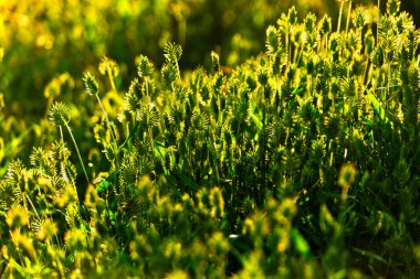 Yabani çim arkadan aydınlatmalı Makro çekim