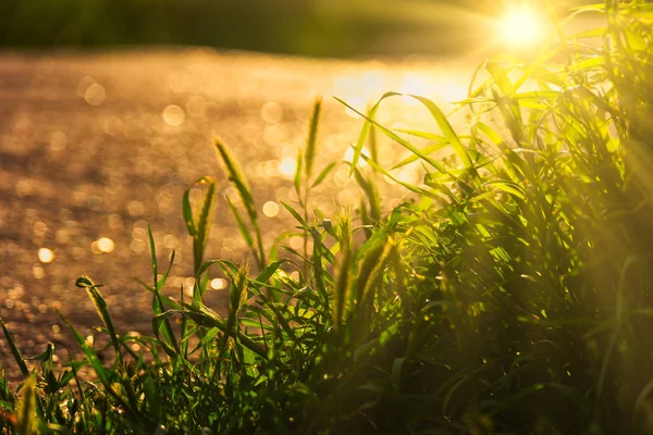 Herbe non coupée rétro-éclairée par le coucher du soleil — Photo