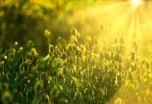 Hierba silvestre llena de luz cálida al atardecer — Foto de Stock