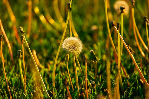 Dandelion blowball i the spring grass surrounded by bare steams — Stock Photo, Image