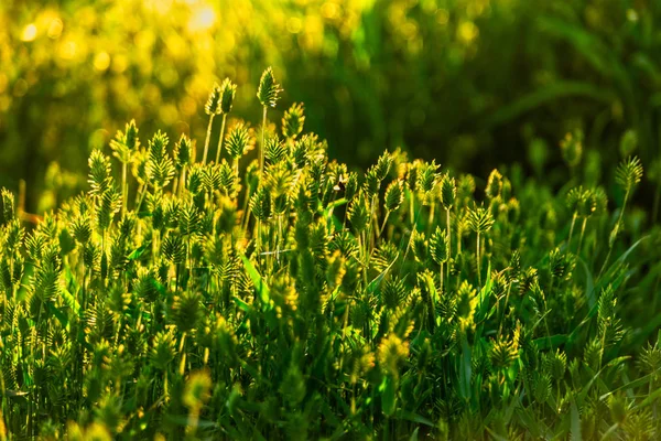 Divoká tráva podsvícená teplým západem slunce — Stock fotografie