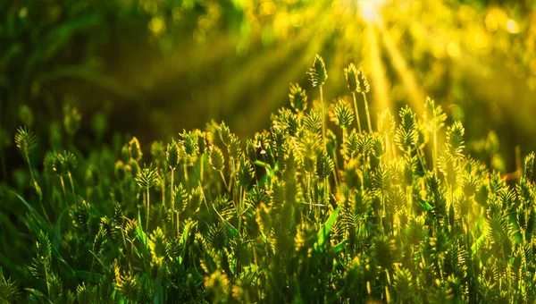 Herbe sauvage à la lumière chaude du soleil couchant — Photo