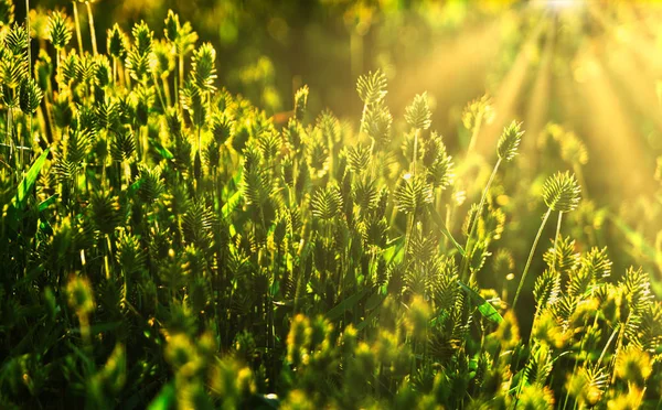 La hierba silvestre a la luz del sol en verano — Foto de Stock