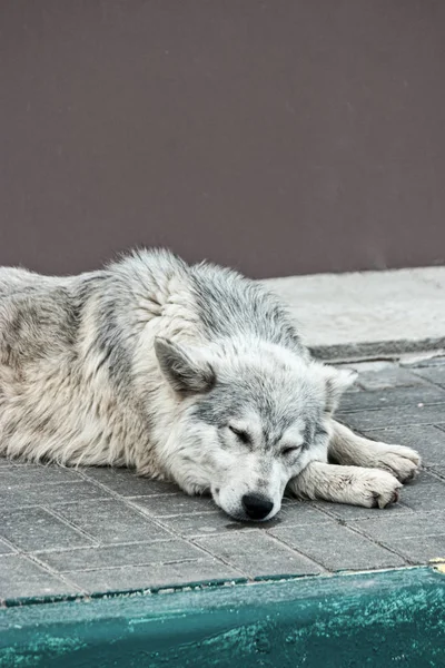 Schlafender streunender Hund auf dem Gehweg neben Bordstein — Stockfoto