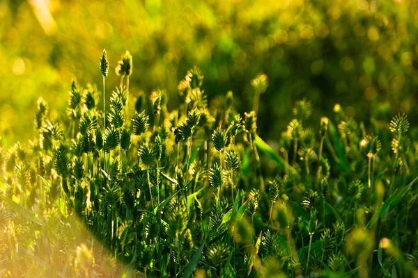 Grama selvagem verde no pôr das luzes do sol — Fotografia de Stock