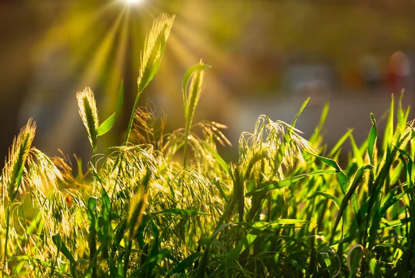 Hierba silvestre retroiluminada por el sol poniente en el verano — Foto de Stock