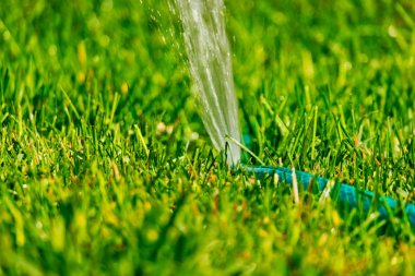 Diy çim fıskiye arka bahçesinde çim çalışan