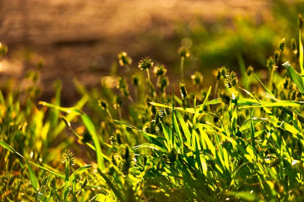 Wild grass steams against sun light and copyspace on bare soil — Stock Photo, Image