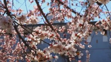 Rüzgarda hareket eden küçük beyaz çiçeklerle kaplı kiraz ağacı dalları