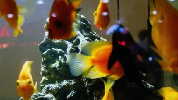 许多金鱼在一个大鱼缸里游泳 — 图库视频影像