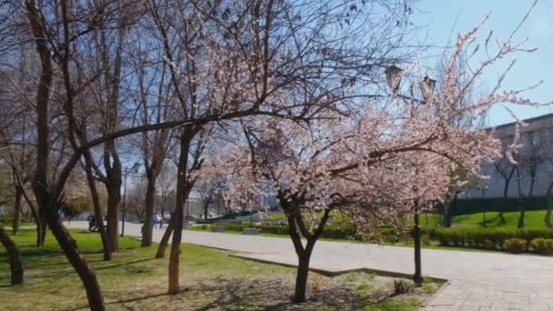 Astrakhan Rússia 24 de abril de 2019: Crescimento das cerejeiras florescentes na Praça Lenins, no centro da cidade de Astrakhan — Vídeo de Stock