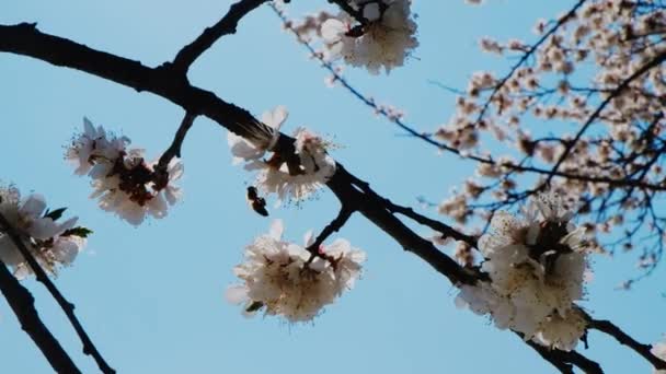 Bee feeding on the cherry flower closeup — Stock Video