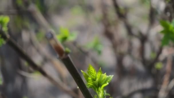 Tree Branches Sun Blinking — Stock Video