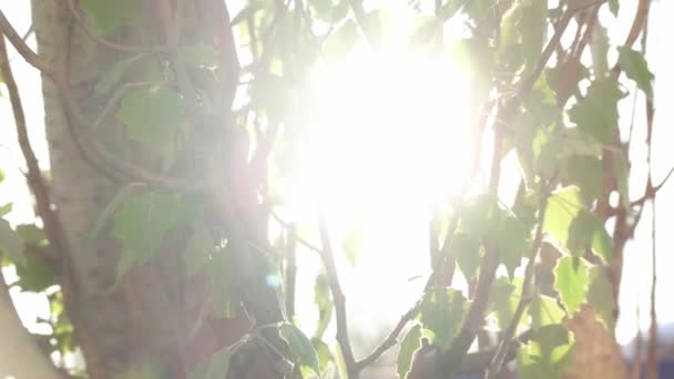 Branches Arbres Avec Soleil Brille Travers — Video