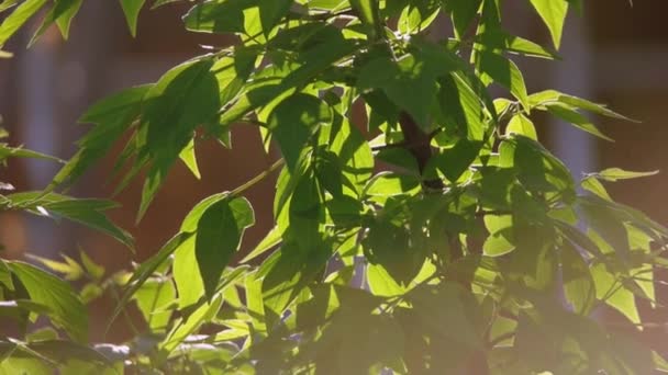 Träd Grenar Med Solen Blinkar — Stockvideo