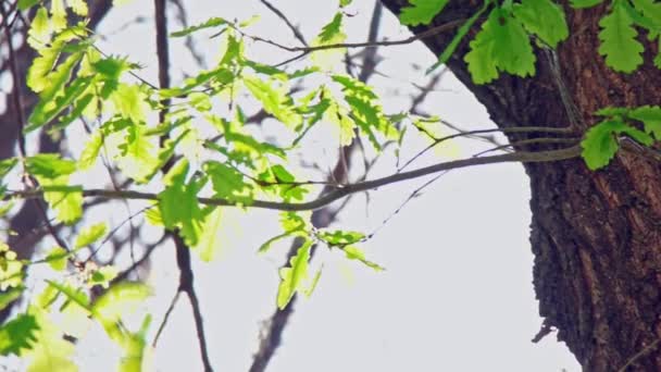 Oak Tree Branches Sun Blinking — Stock Video