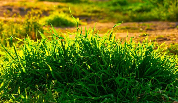 Gräs buske bakgrundsbelyst genom att ställa solen — Stockfoto