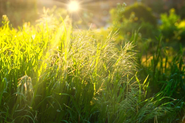 Sol retroiluminado en la parte superior de la hierba silvestre — Foto de Stock