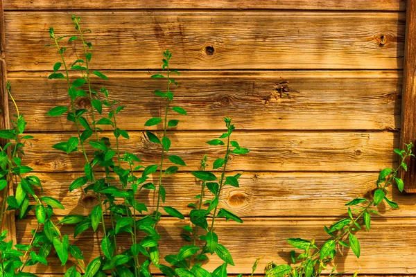 Pared de madera gastada con algunos brotes de plantas verdes —  Fotos de Stock