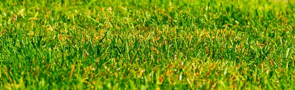 Horizontal line of grass lawn in bad condition — Stock Photo, Image