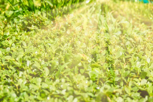 Unga gröna groddar i vår gräs bakgrundsbelysning — Stockfoto