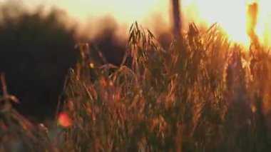 Sıcak yaz günbatımı. Güneş ışığı çimlerin üzerinde parlıyor. Yakından.