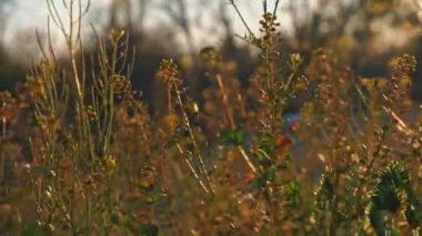Günbatımında sonbahar kurutucu çimenler