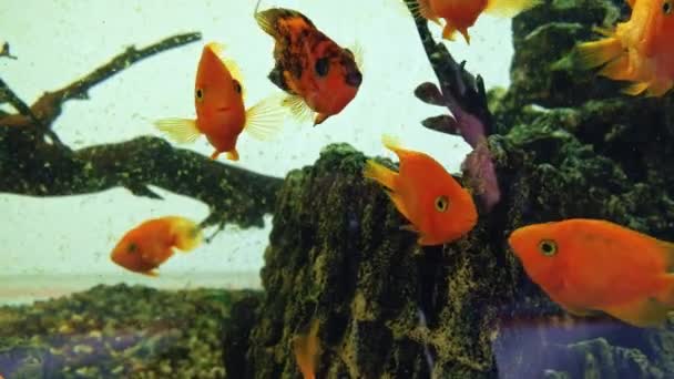 许多金鱼在一个大鱼缸里游泳 — 图库视频影像