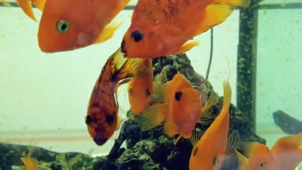大きな水槽で金魚の群れが泳いでいます — ストック動画