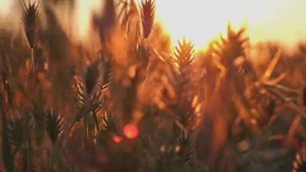 Hierba Otoñal Luz Del Atardecer — Vídeos de Stock