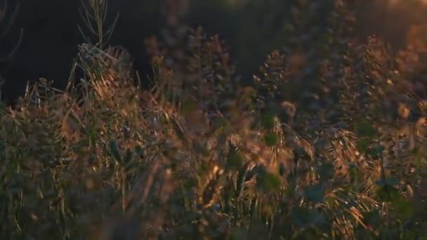 Günbatımı Işığında Sonbahar Otları Yavaş Hareket Eden Rüzgâr Otlaklarda Esiyor — Stok video