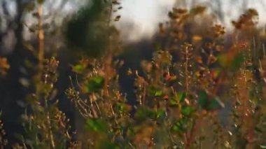 Gün batımında solmuş çimenler rüzgarda titriyor.