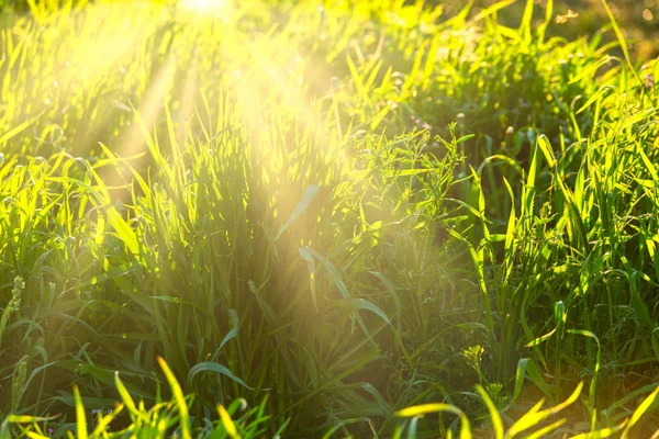 Herbe éclairée dans la journée d'été — Photo