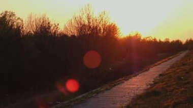 Patwy ve orman ağaçları ile günbatımı manzara Pan shot