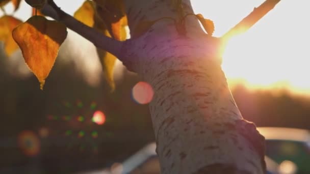 Backlit branch of birch tree insunset time — Stock Video