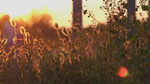 Vahşi çim arkadan aydınlatmalı Tilt shot — Stok video