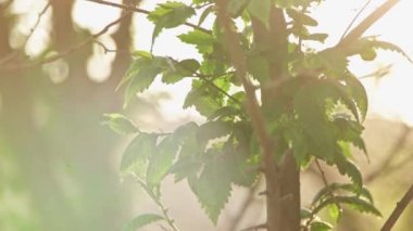 Yaz güneş ışığından Elm ağacı yavaş hareket