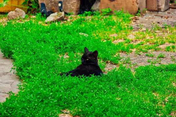 Fekete macska a fűben bámulni — Stock Fotó