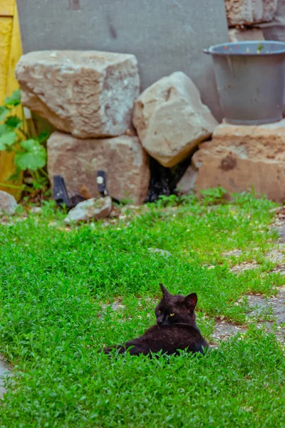 Zwarte kater die op groen gras met stenen op achtergrond rust — Stockfoto