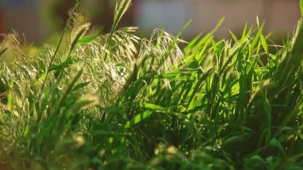 Stipa hierba moviéndose lentamente en el viento o la brisa de cámara lenta pan tiro — Vídeos de Stock