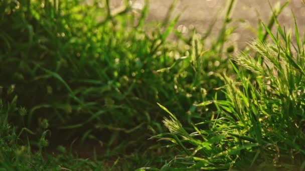 Herbe dans la zone du parc tir de poche au ralenti — Video